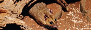 Dunnart Feeding in Julia Creek