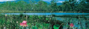 Mareeba Wetlands in Atherton Tablelands